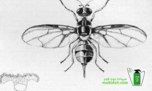 دورة حياة حشرة ذبابة الفاكهة