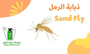 ذبابة الرمل sand fly