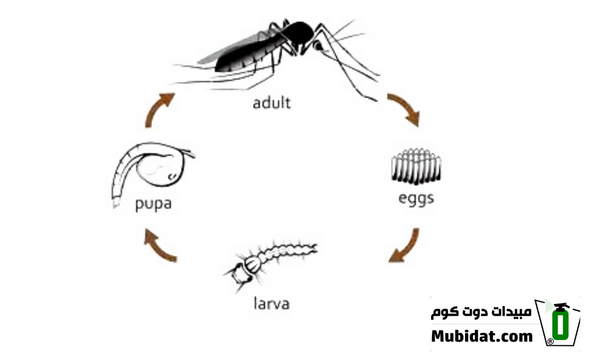 دورة حياة حشرة الناموس