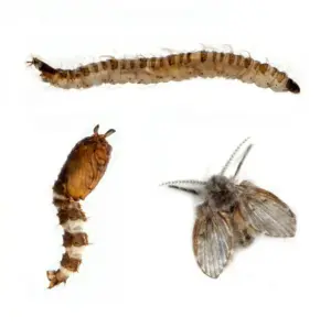 ذبابة المرحاض ودورة حياتها صورة ذبابة المرحاض ذبابة الصرف ذبابة الحمام drainage fly ذبابة المرحاض ذبابة الصرف ذبابة الحمام drainage fly