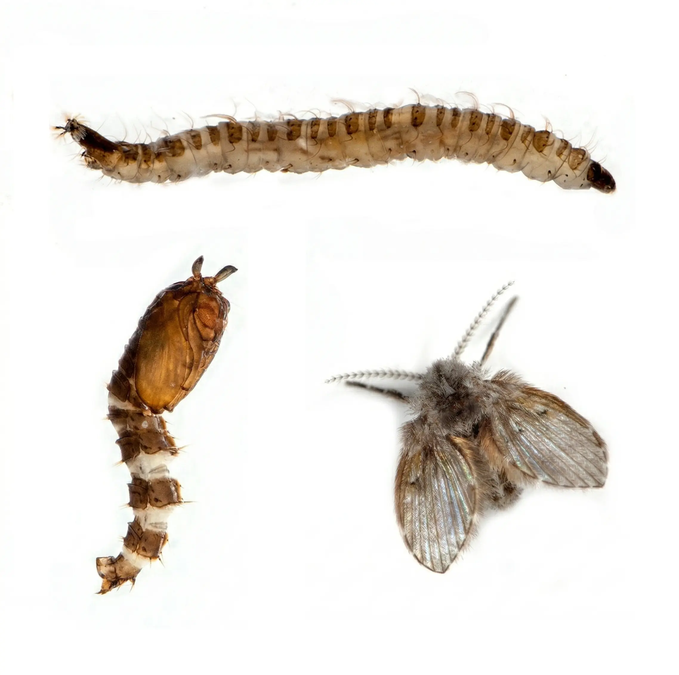 ذبابة المرحاض ودورة حياتها صورة ذبابة المرحاض ذبابة الصرف ذبابة الحمام drainage fly ذبابة المرحاض ذبابة الصرف ذبابة الحمام drainage fly