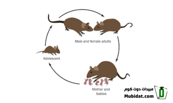 دورة حياة الفئران
الفئران
مرحلة البلوغ للفئران