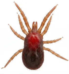 حشرة الفاش شكل حشرة الفاش صوره شكل حشرة الفاش الطيور