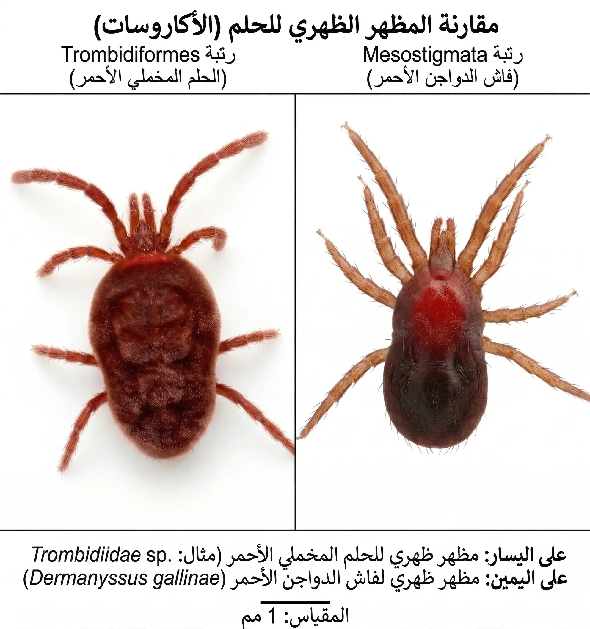 حشرة الفاش شكل حشرة الفاش صوره أسباب وجود حشرة الفاش في المنزل