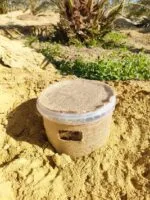 مصيدة سوسة النخيل مع الفرمون مصيدة سوس النخيل palm weevil traps