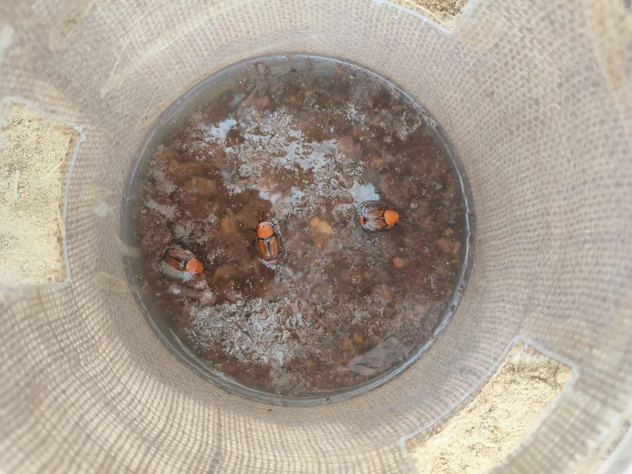 ⁦مصيدة سوسة النخيل مع الفرمون مصيدة سوس النخيل palm weevil traps⁩ - الصورة ⁦4⁩