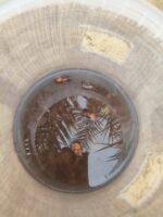 ⁦مصيدة سوسة النخيل مع الفرمون مصيدة سوس النخيل palm weevil traps⁩ - الصورة ⁦3⁩