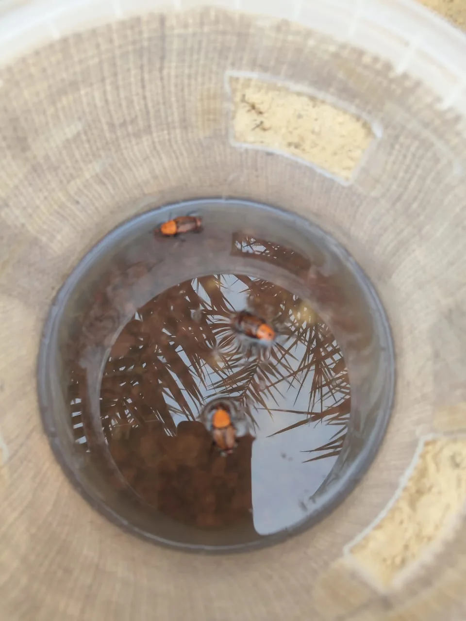 ⁦مصيدة سوسة النخيل مع الفرمون مصيدة سوس النخيل palm weevil traps⁩ - الصورة ⁦3⁩