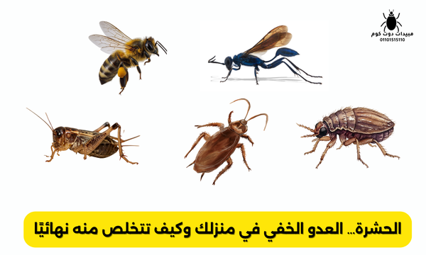 الحشرة… العدو الخفي في منزلك وكيف تتخلص منه نهائيًا