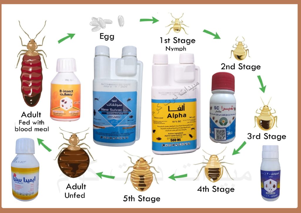 دورة حياة بق الفراش