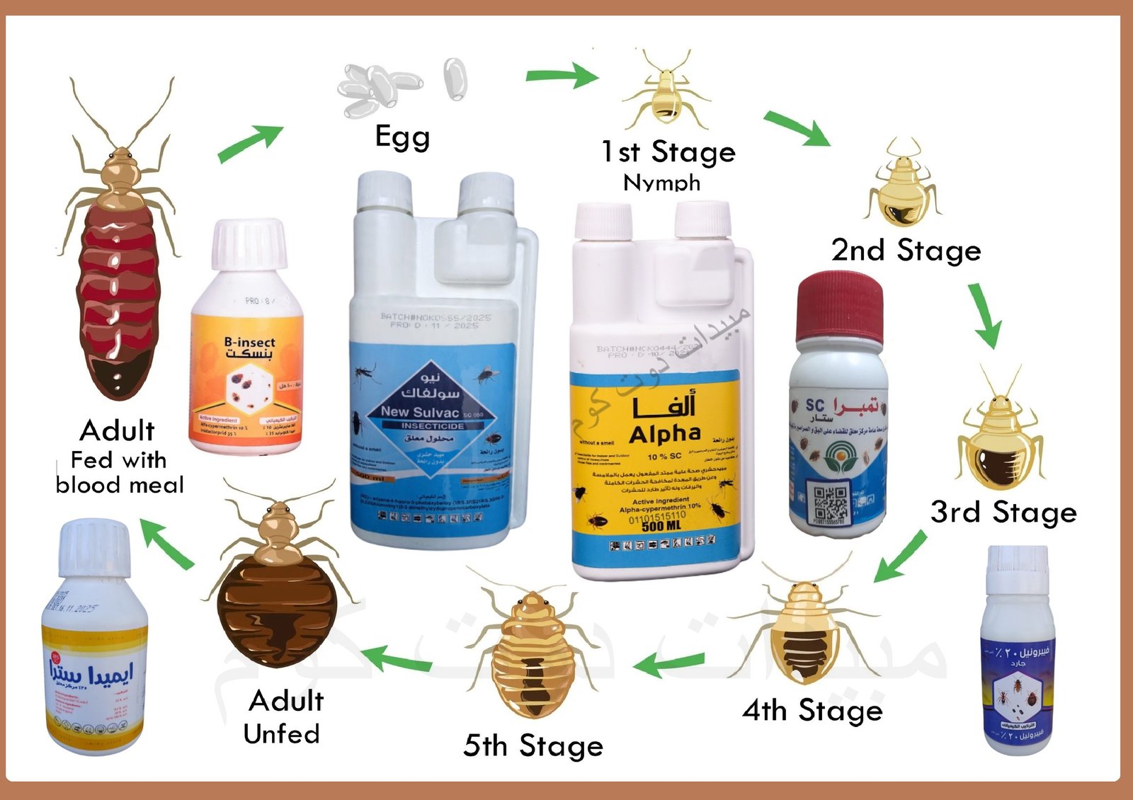 دورة حياة بق الفراش
