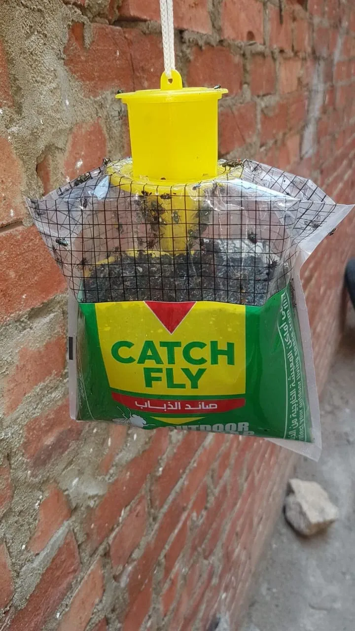⁦مصيدة للذباب جاهزه للاستخدام⁩ - الصورة ⁦3⁩