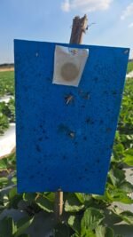 شيت مصيدة التربس مقاس 40سم x 25 سم