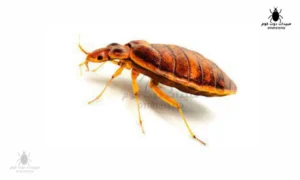 حشرة بق الفراش دليل شامل للتعرف عليها والتخلص منها نهائيًا