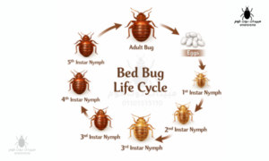حشرة بق الفراش دليل شامل للتعرف عليها والتخلص منها نهائيًا