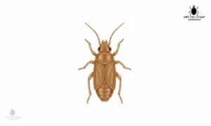 قمل الكتب أسباب الظهور وطرق التخلص النهائي 2026