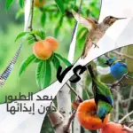 شريط طارد الطيور 100 متر ‎Bird Scare Tape Ribbon