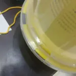 ⁦مصيدة ذباب بيولوجيه عالية الجوده عدد 5 مصايد⁩ - الصورة ⁦2⁩